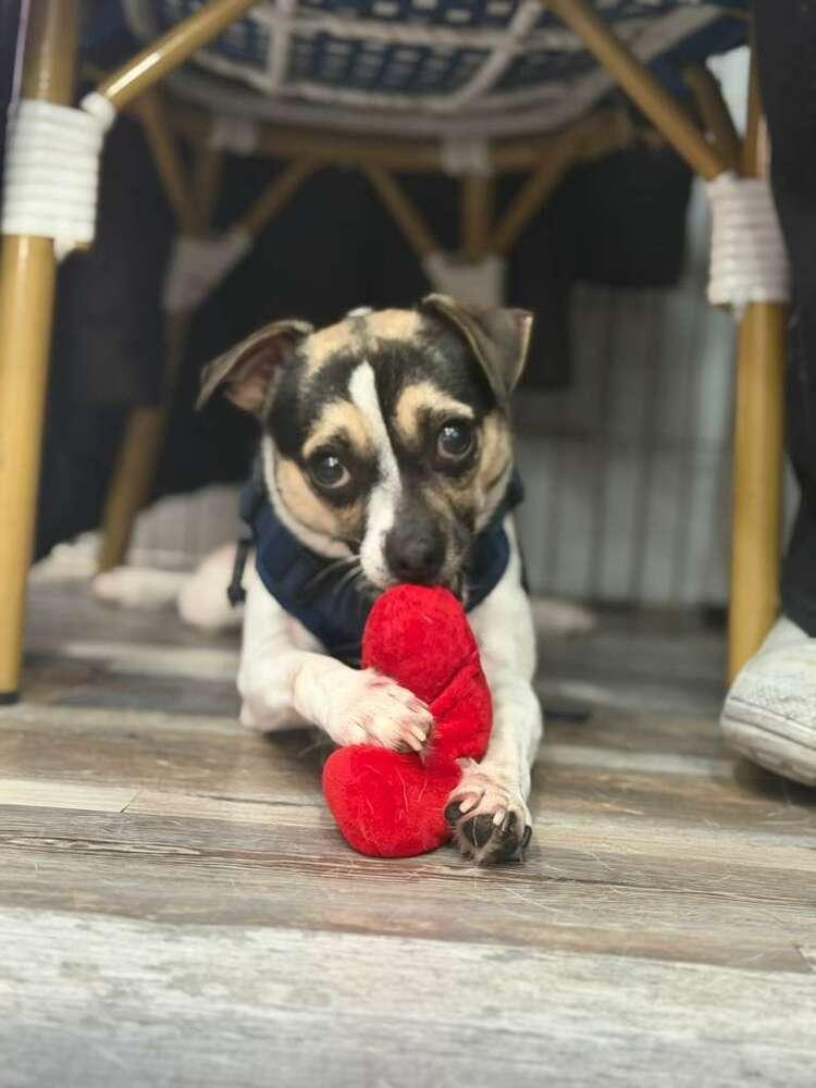 Enlarge Mary, a Adoptable mixed breed in New York, NY image 5/6