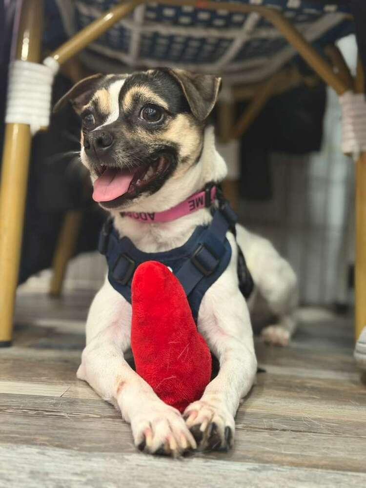 Enlarge Mary, a Adoptable mixed breed in New York, NY image 6/6