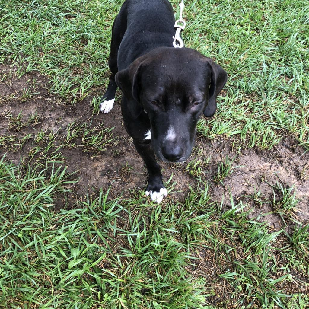 Enlarge Sheldon, a Adoptable mixed breed in St. Peters, MO image 1/2