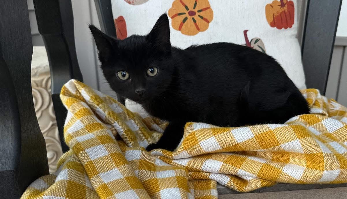 Spider, Adoptable, Kitten Male Domestic Short Hair.