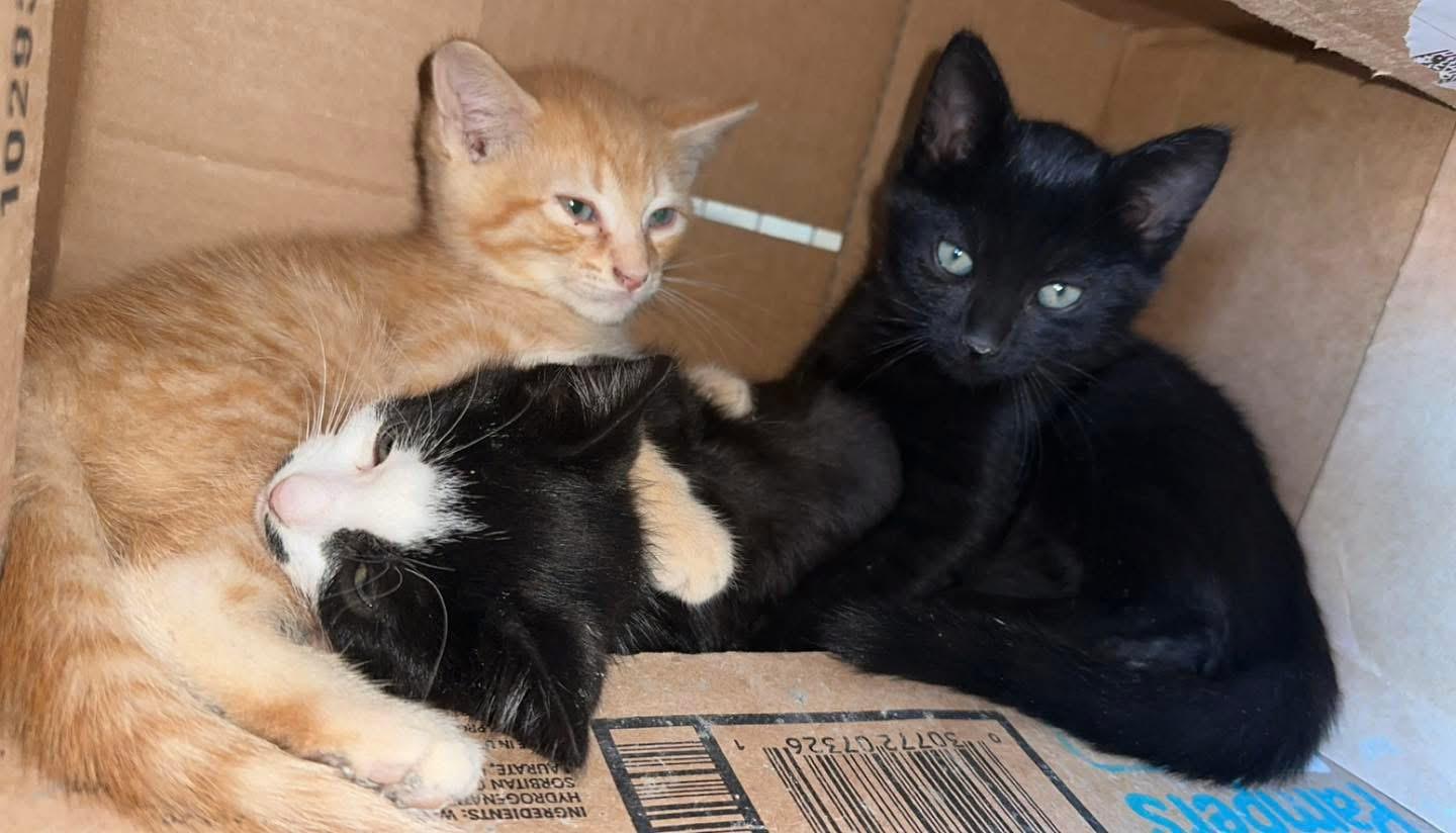 Spider, a Adoptable Domestic Short Hair in Grand Haven, MI image 2/3