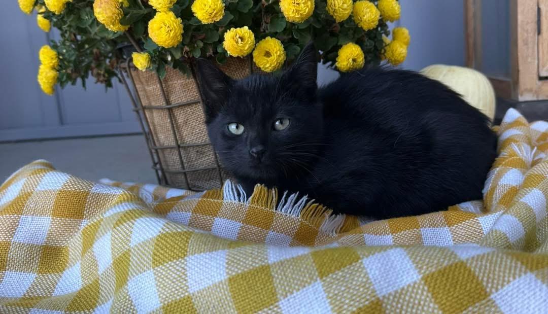 Spider, a Adoptable Domestic Short Hair in Grand Haven, MI image 3/3