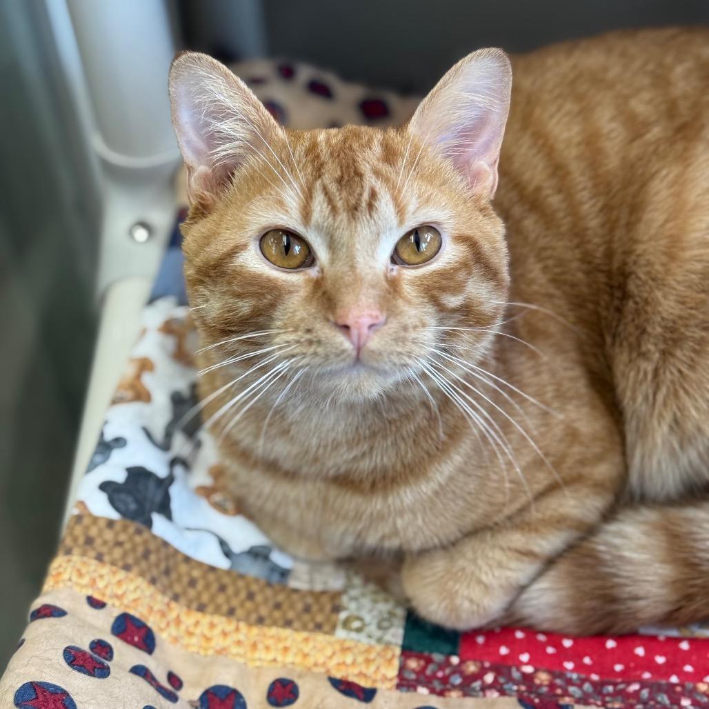 Shrimpley, a Adoptable Domestic Short Hair in Mankato, MN image 1/2