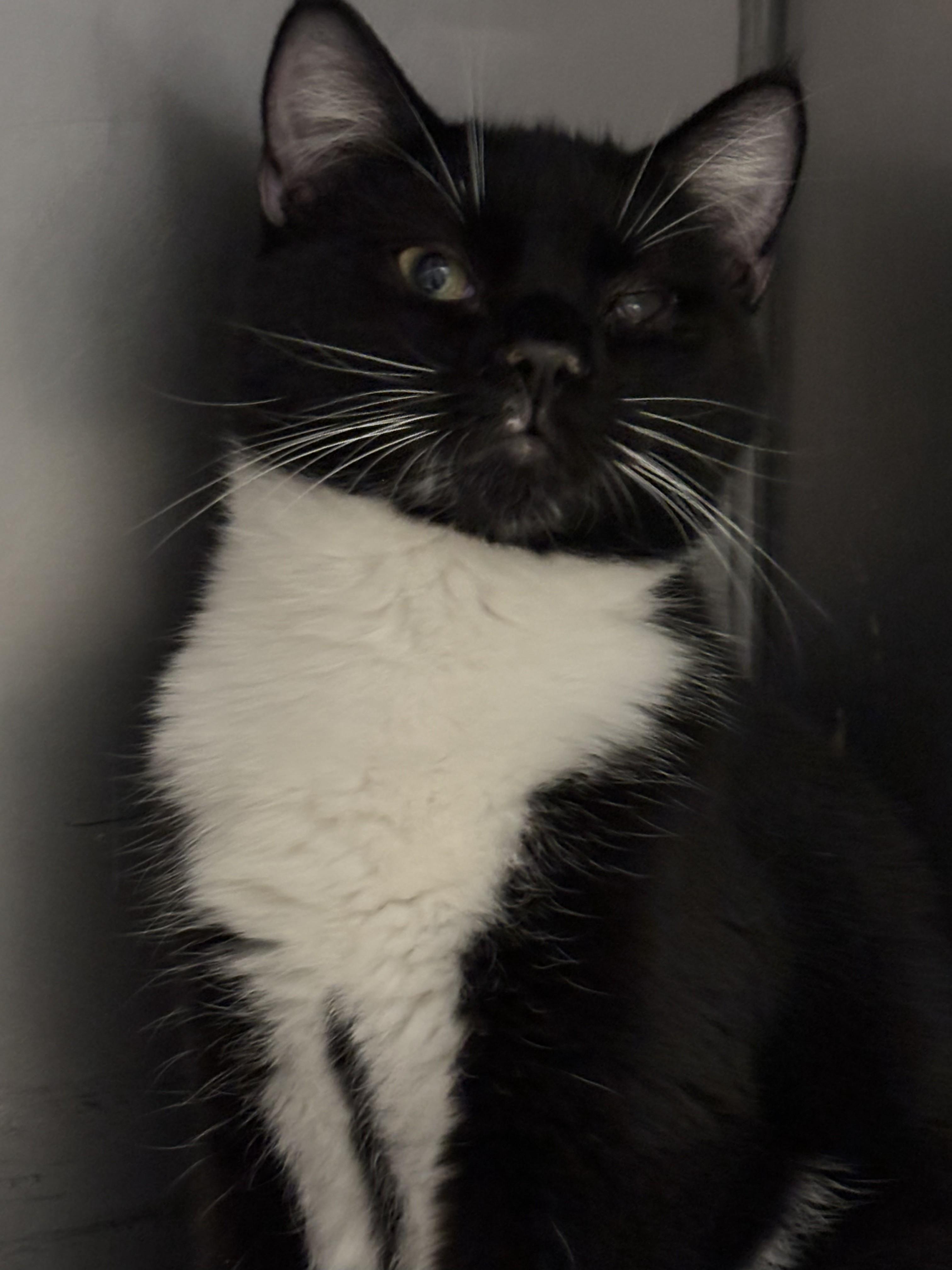 Deacon, Adoptable, Young Male Domestic Short Hair.