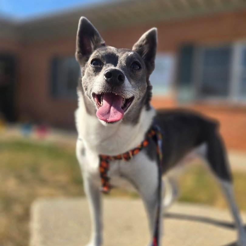 Sir Ukulele, a Adoptable Rat Terrier in Hudson, IL image 1/6