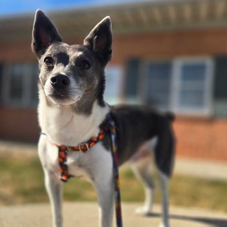 Enlarge Sir Ukulele, a Adoptable Rat Terrier in Hudson, IL image 1/6