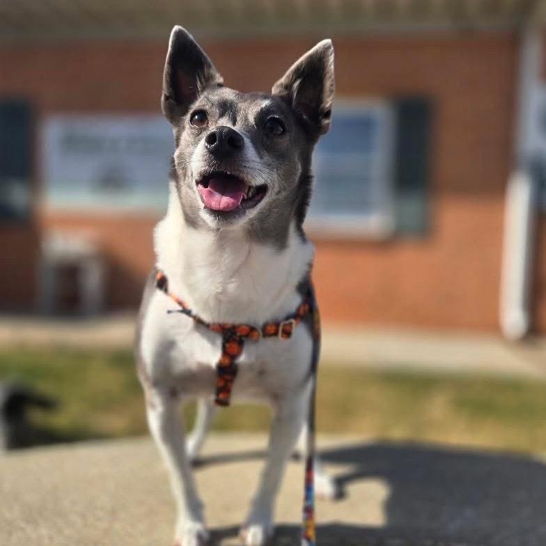 Enlarge Sir Ukulele, a Adoptable Rat Terrier in Hudson, IL image 2/6