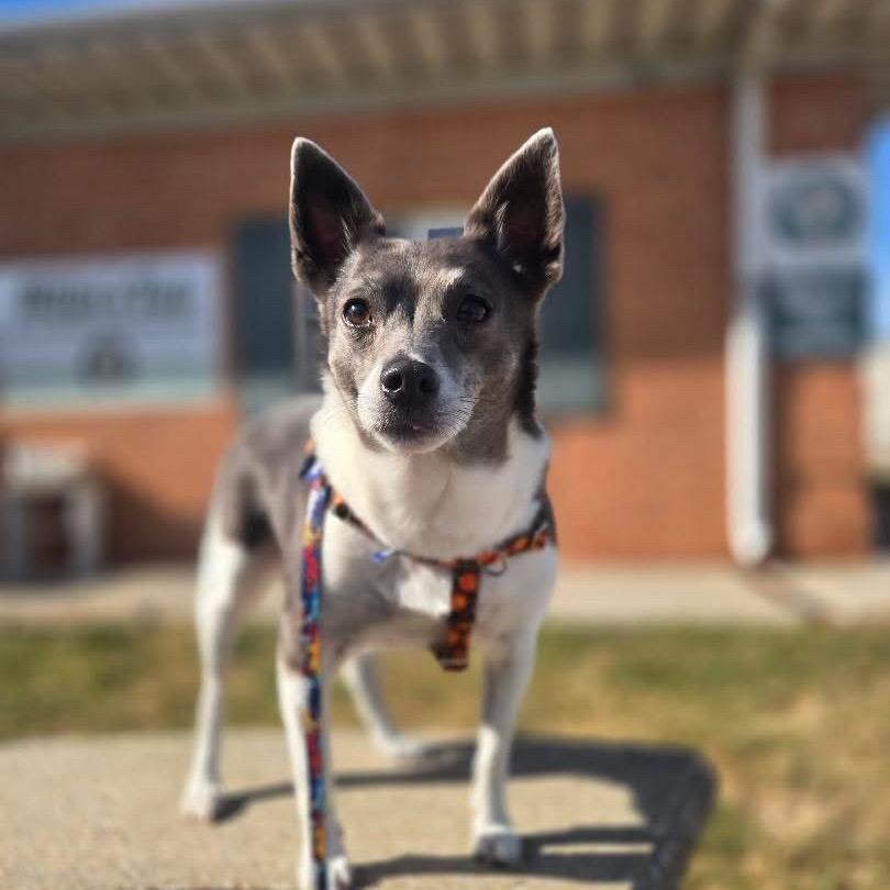 Enlarge Sir Ukulele, a Adoptable Rat Terrier in Hudson, IL image 3/6
