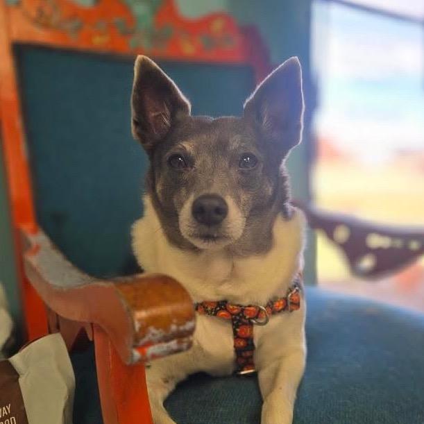 Enlarge Sir Ukulele, a Adoptable Rat Terrier in Hudson, IL image 4/6