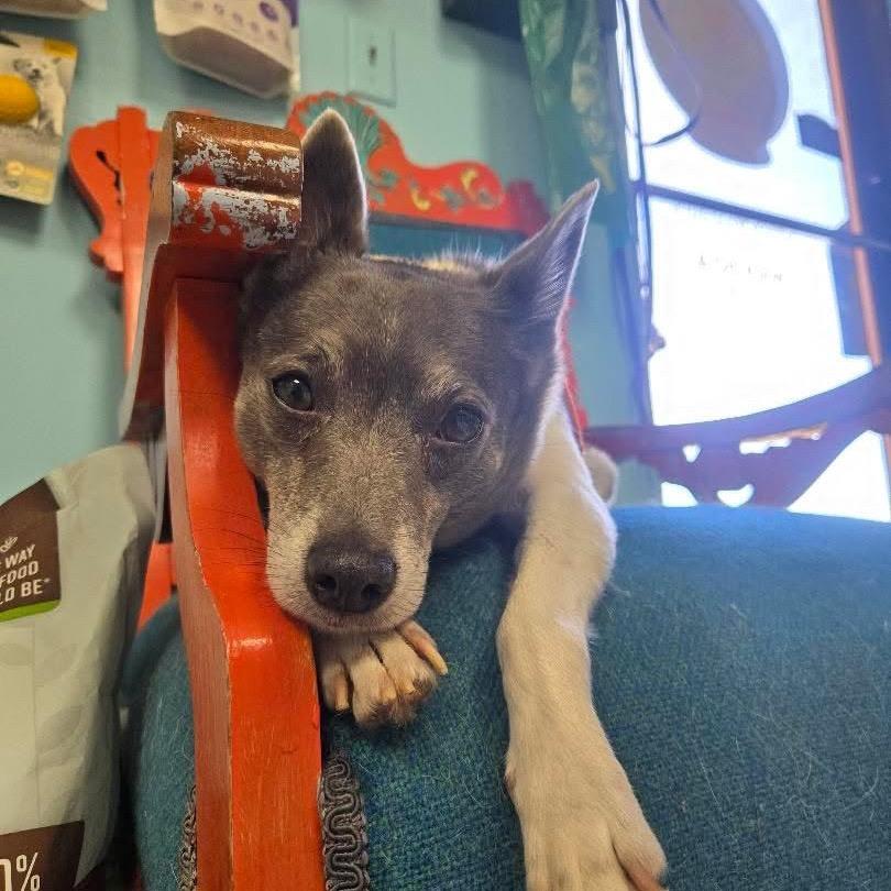 Sir Ukulele, a Adoptable Rat Terrier in Hudson, IL image 6/6