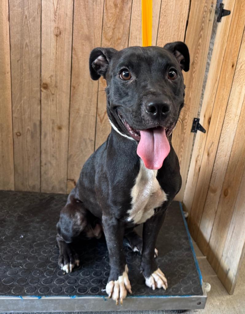 Enlarge Lilly, a Adoptable Staffordshire Bull Terrier in Missouri City, TX image 1/2