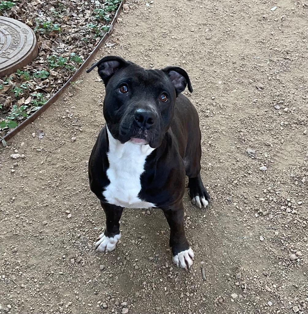 Enlarge Lilly, a Adoptable Staffordshire Bull Terrier in Missouri City, TX image 2/2
