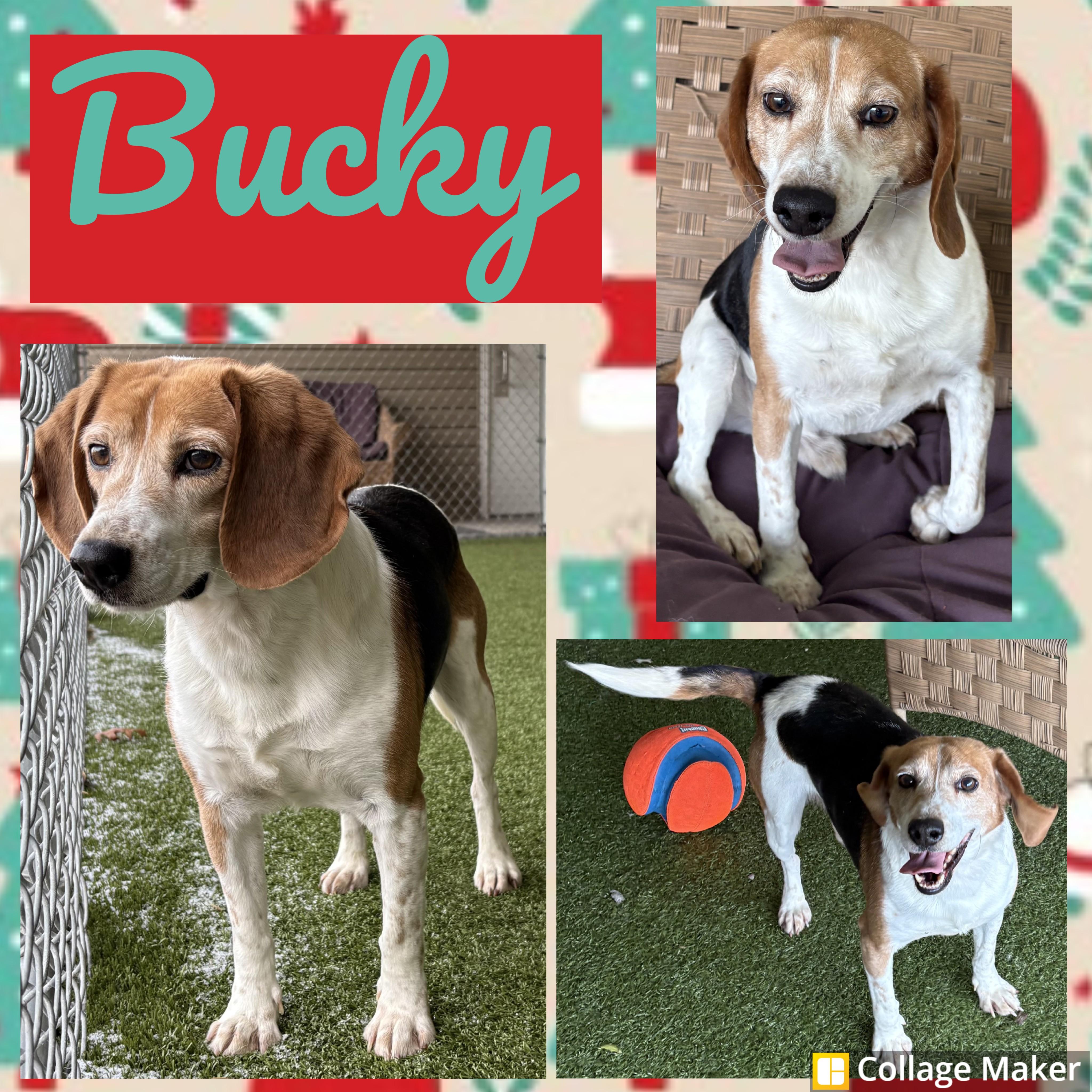 Bucky, Adoptable, Adult Male Beagle.