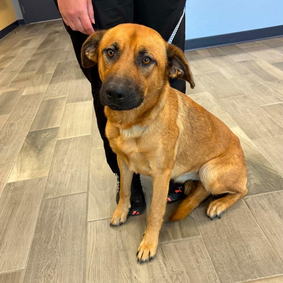 Toffee, Adoptable, Adult Female German Shepherd Dog.