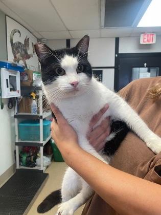 Enlarge au gratin, a Adoptable Domestic Short Hair in Violet, LA image 1/1