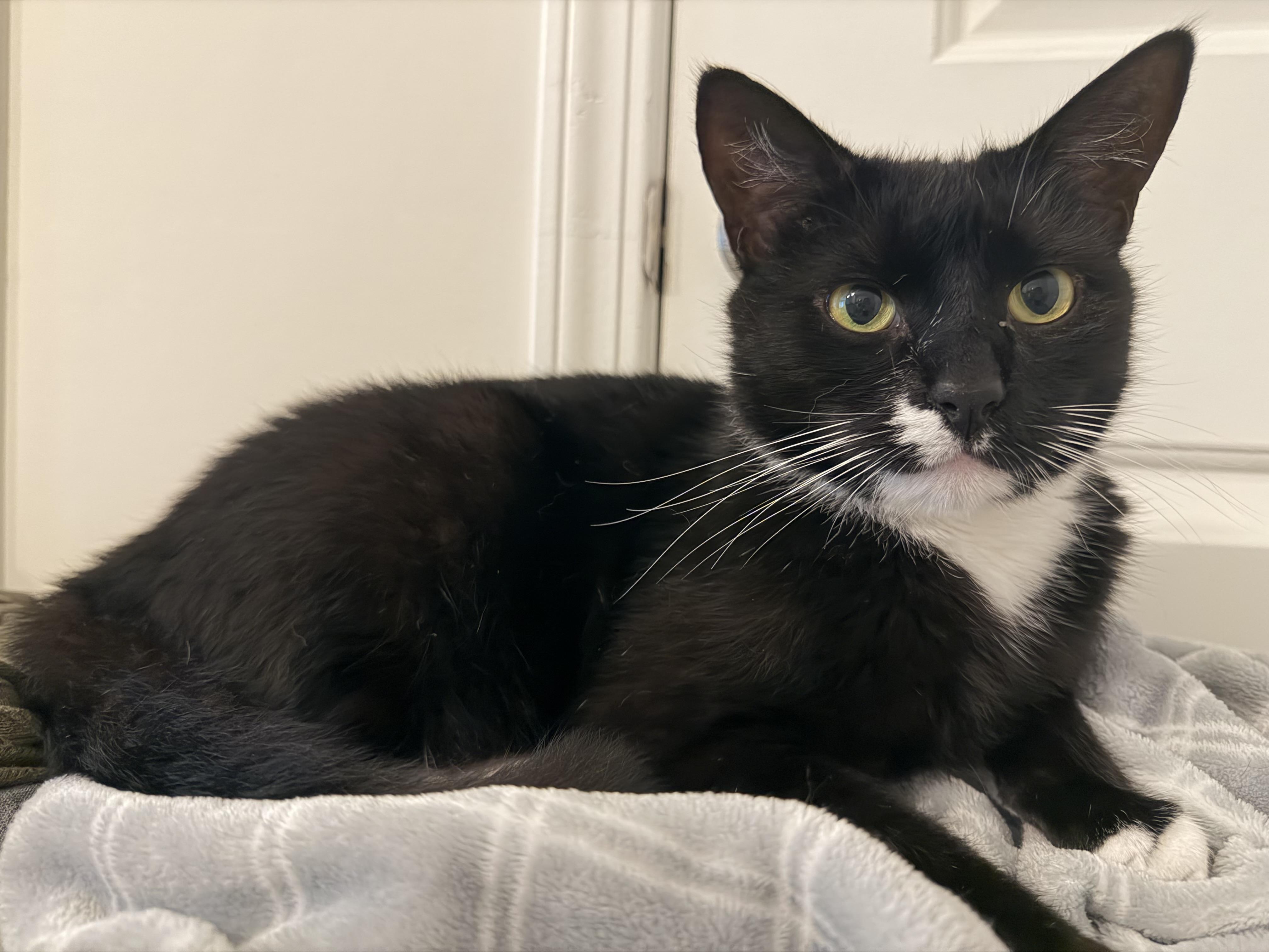 Enlarge tony, a Adoptable Tuxedo in Leland, NC image 4/6