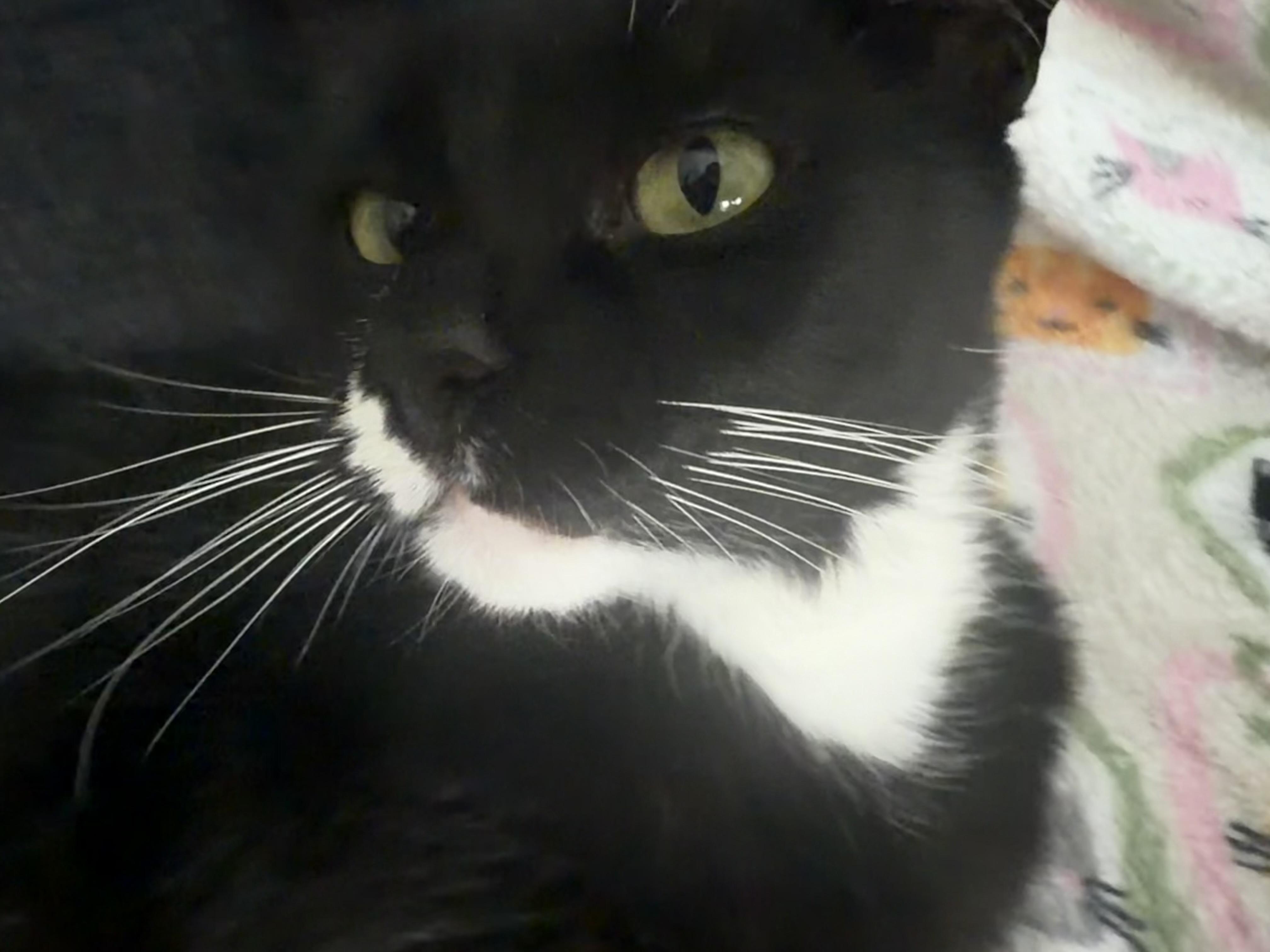 Enlarge tony, a Adoptable Tuxedo in Leland, NC image 6/6