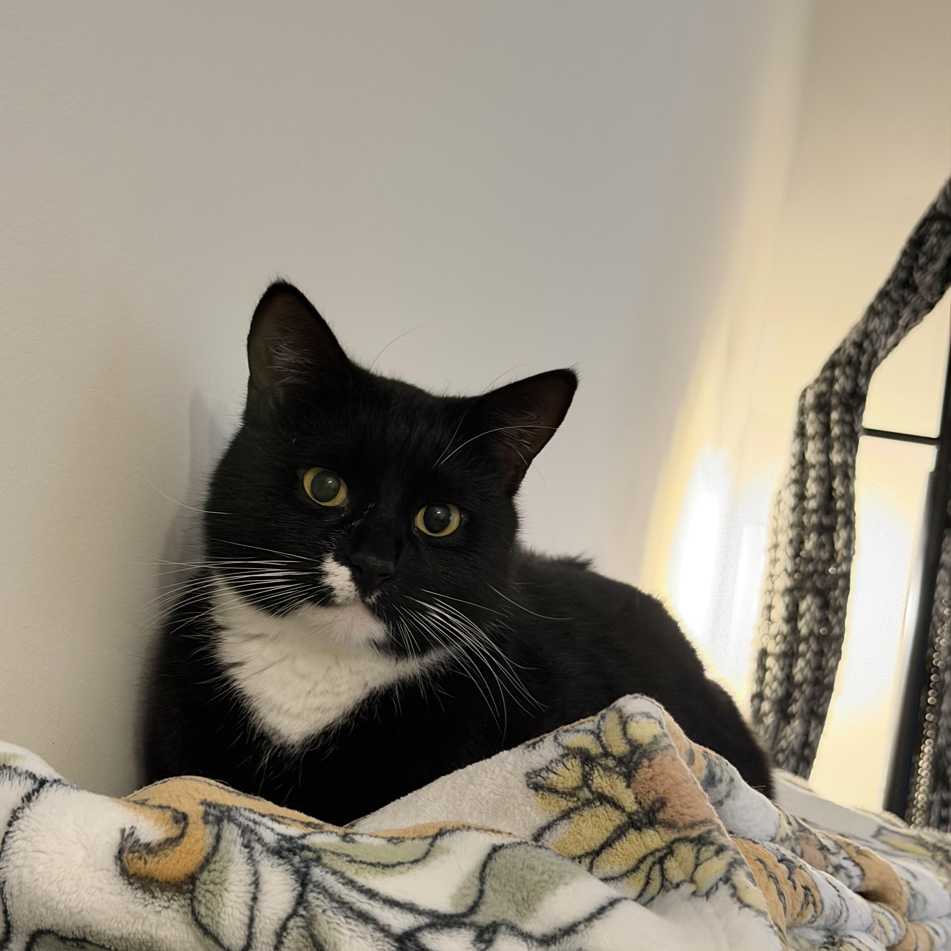 tony, Adoptable, Adult Male Tuxedo.