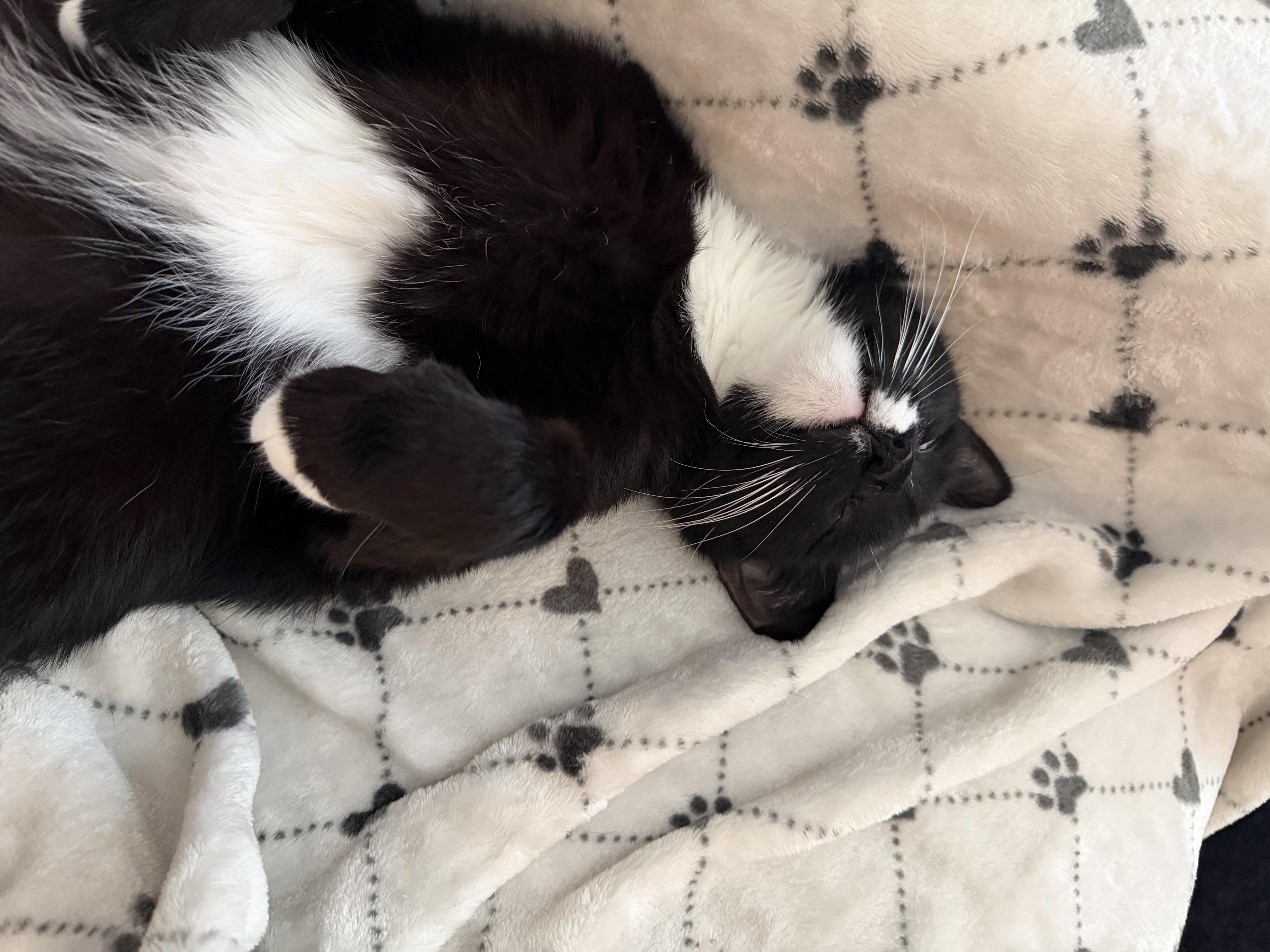 Enlarge tony, a Adoptable Tuxedo in Leland, NC image 2/6