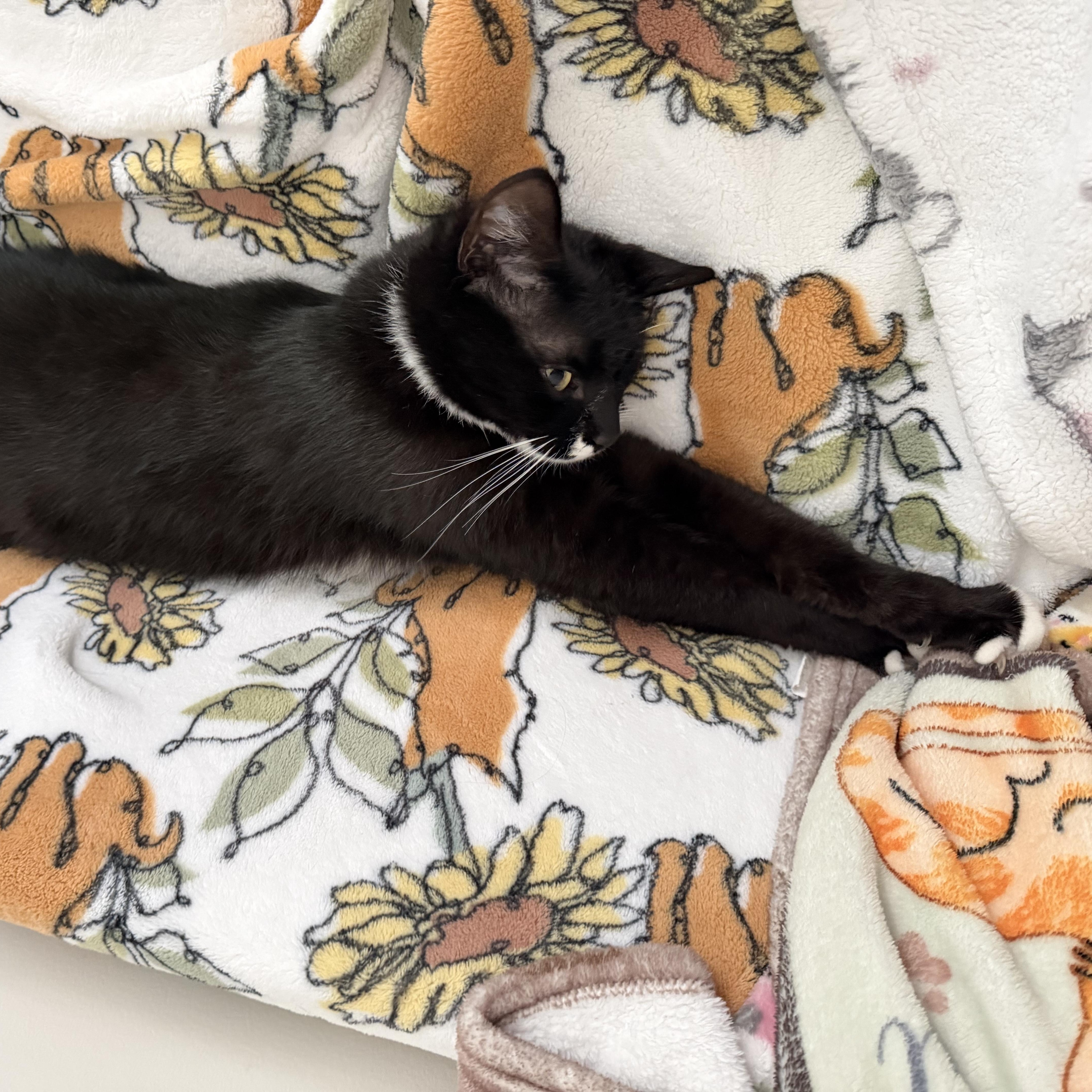 Enlarge tony, a Adoptable Tuxedo in Leland, NC image 5/6