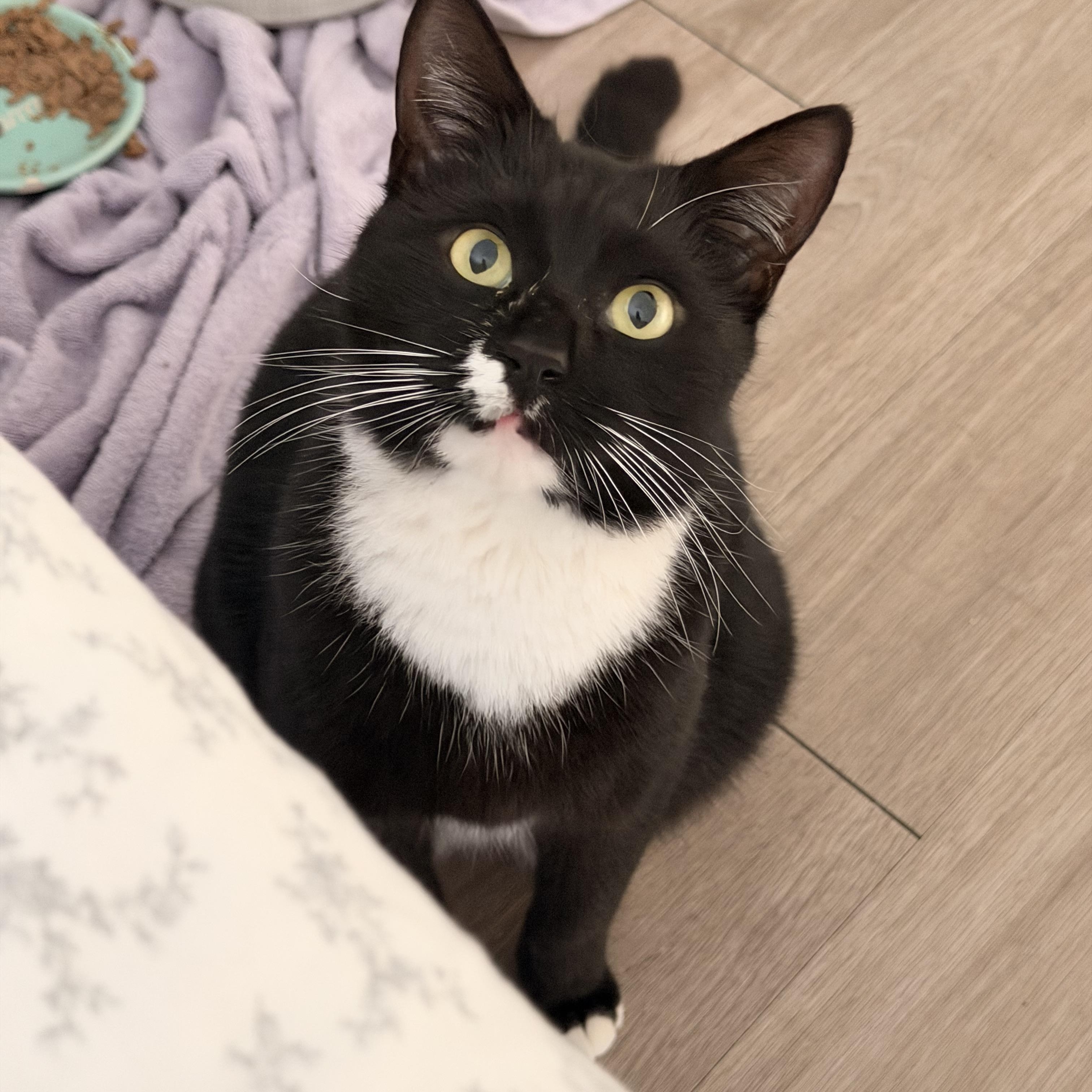 Enlarge tony, a Adoptable Tuxedo in Leland, NC image 3/6