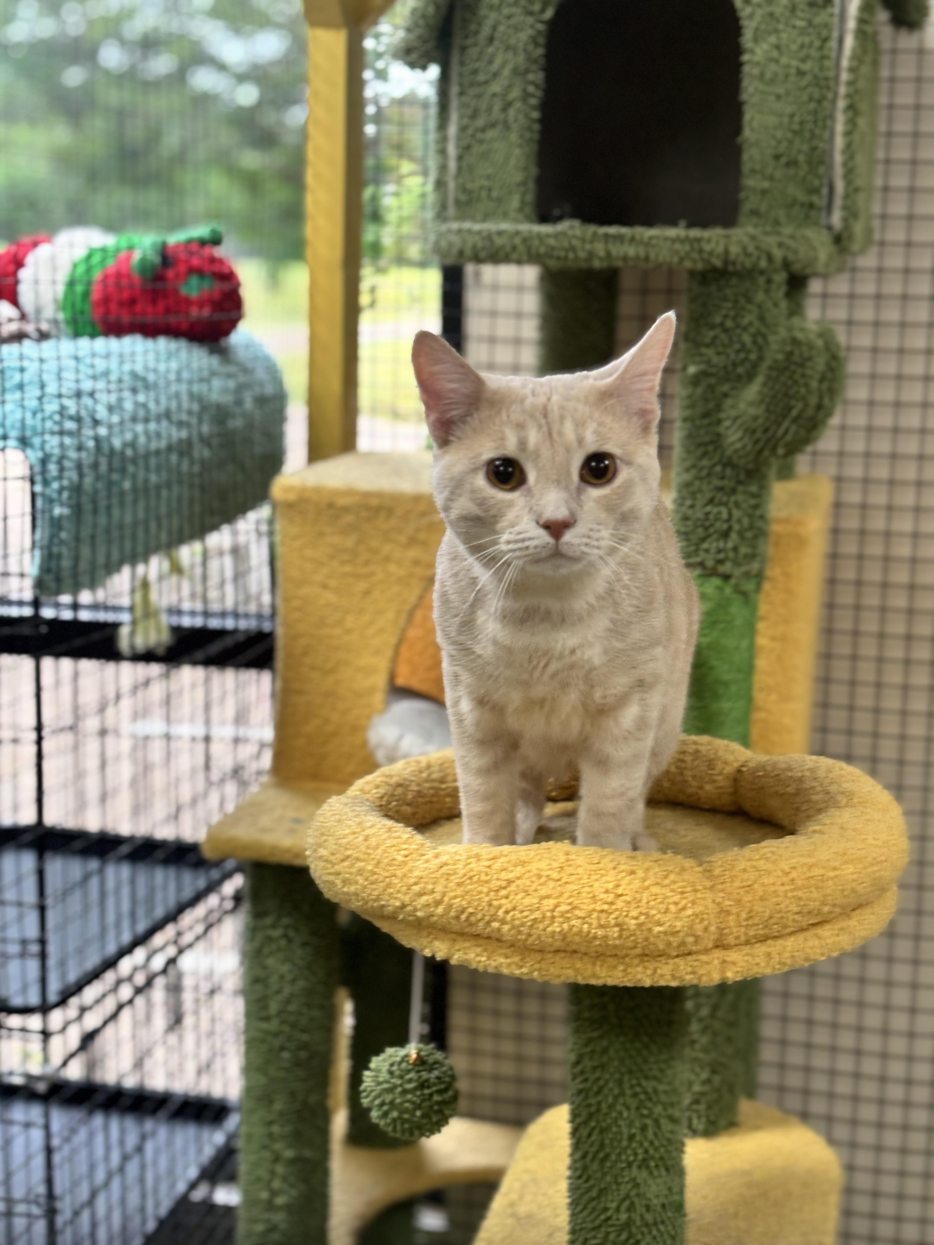 Enlarge Pablo, an adopted Domestic Short Hair in Collierville, TN image 1/5