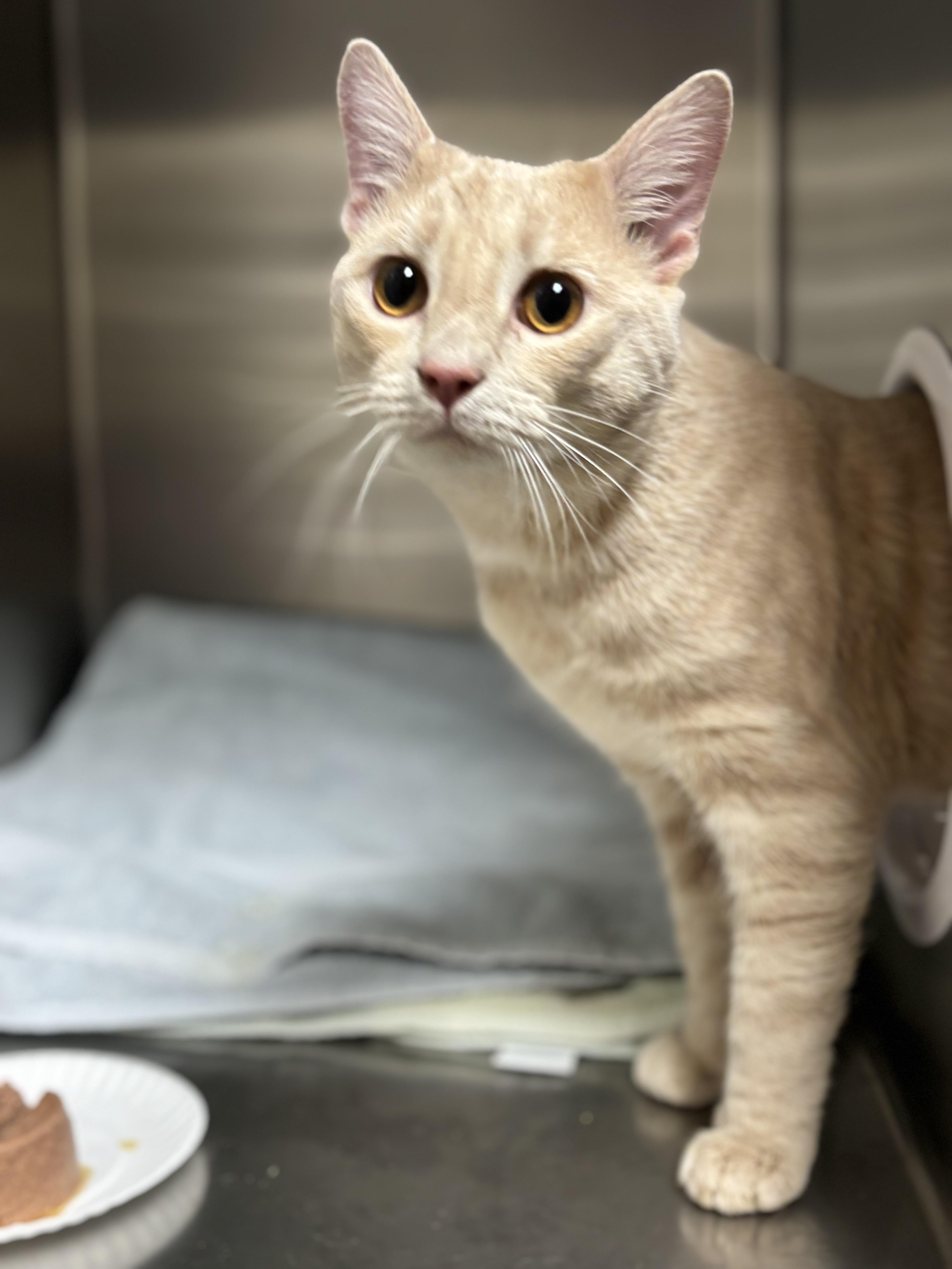 Enlarge Pablo, an adopted Domestic Short Hair in Collierville, TN image 4/5