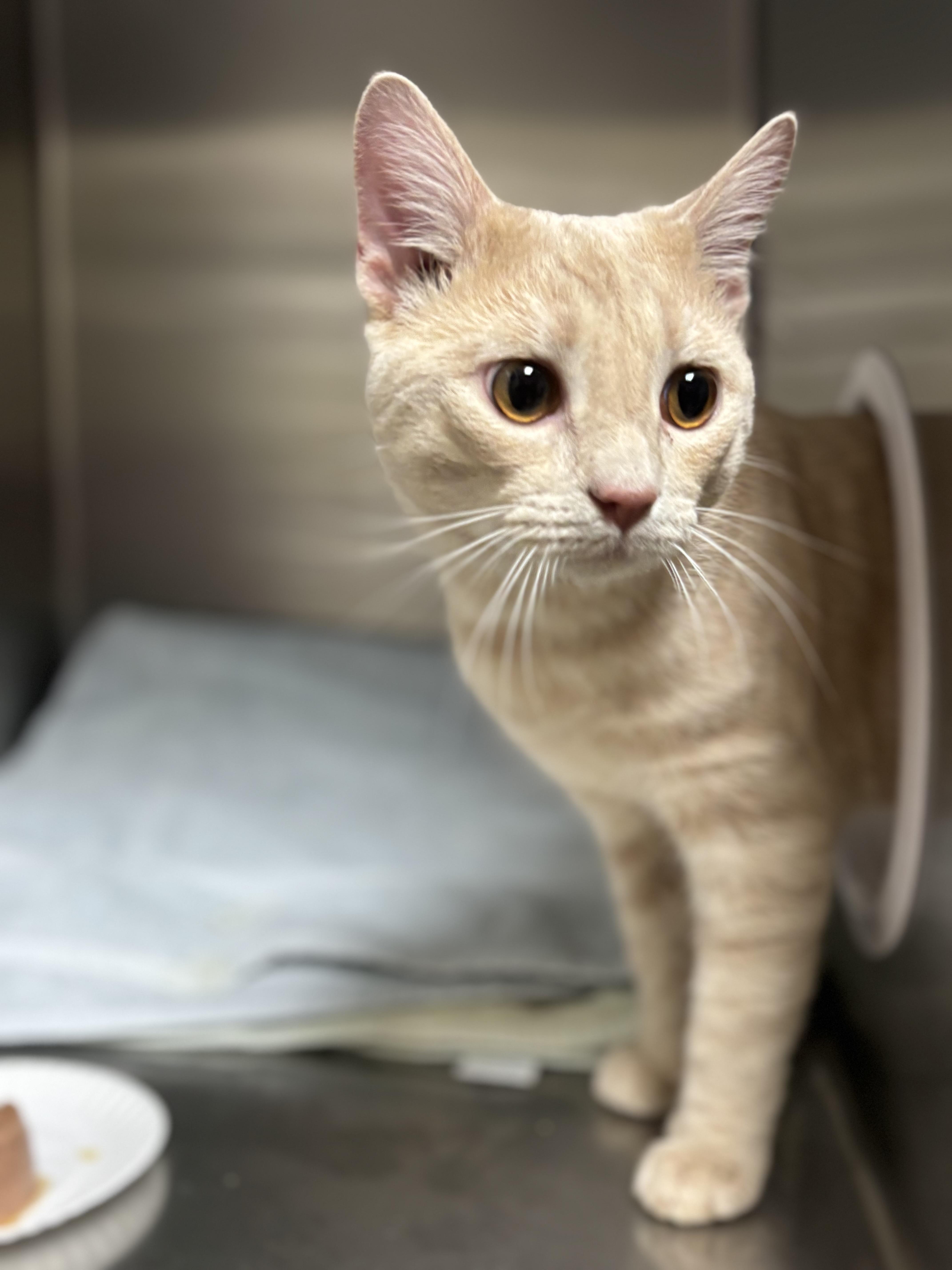 Enlarge Pablo, an adopted Domestic Short Hair in Collierville, TN image 2/5