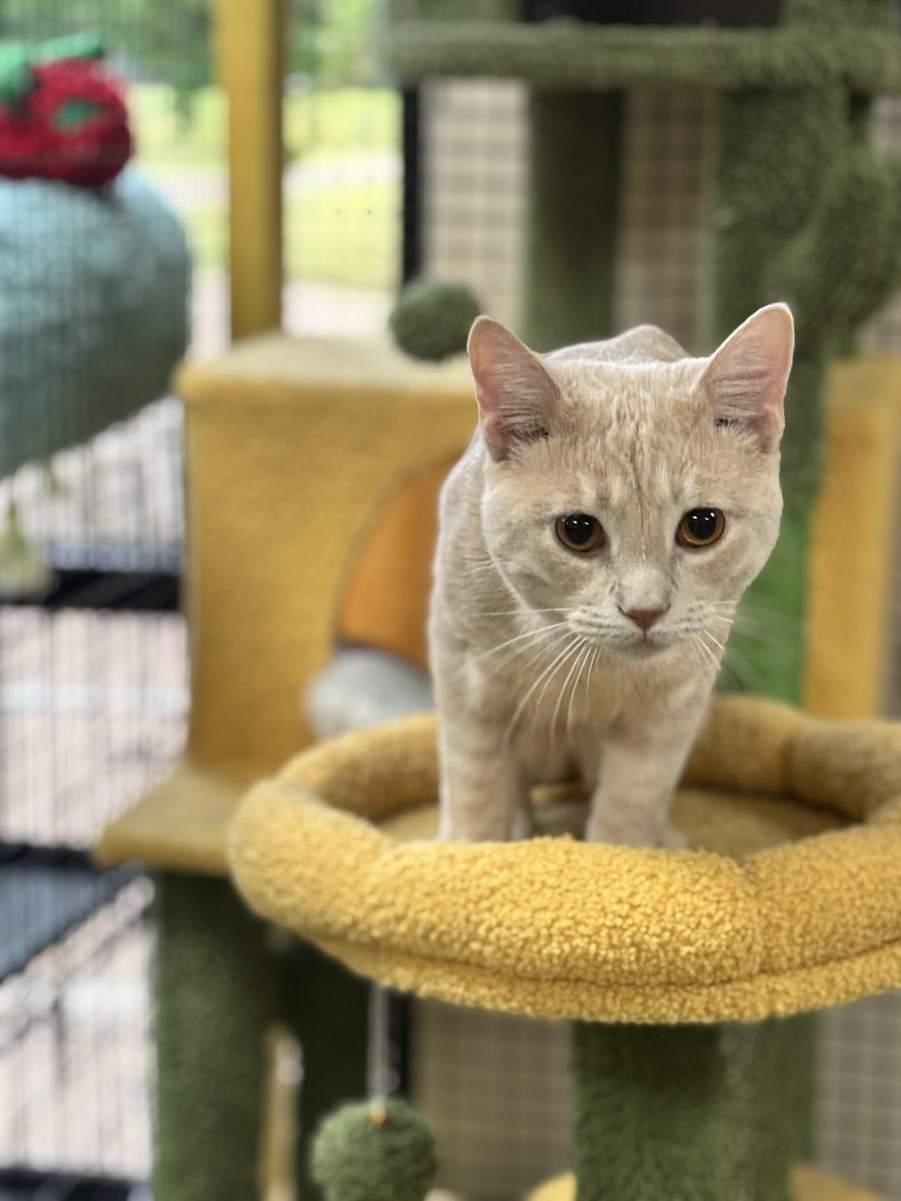 Enlarge Pablo, an adopted Domestic Short Hair in Collierville, TN image 5/5