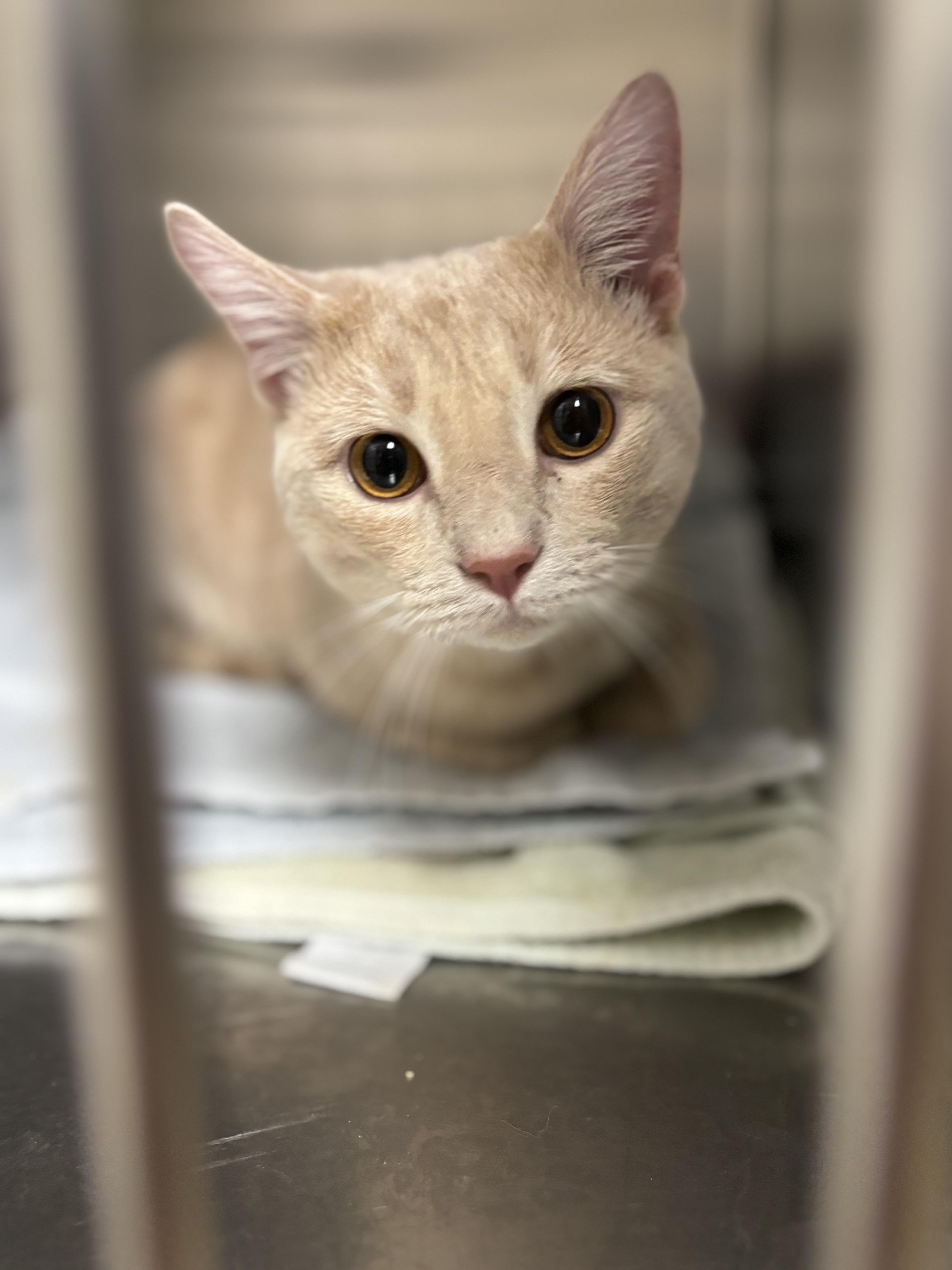 Enlarge Pablo, an adopted Domestic Short Hair in Collierville, TN image 3/5