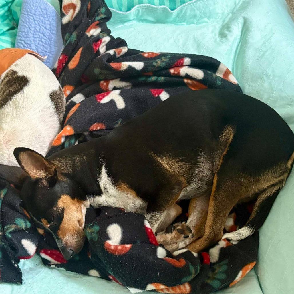 Winnie, Adoptable, Adult Female Chihuahua & Rat Terrier.