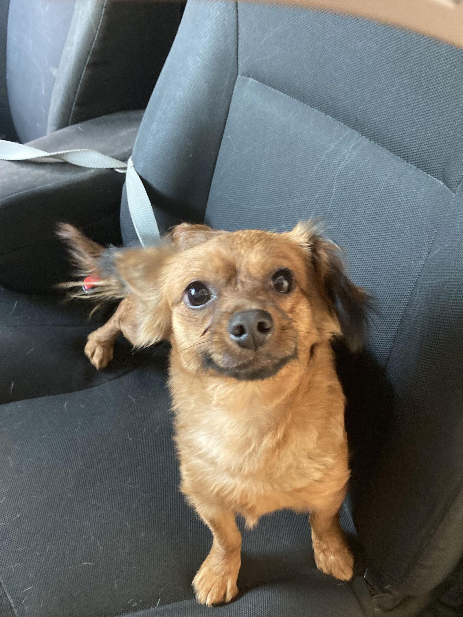 ROXY, a Adoptable mixed breed in San Diego, CA image 1/3