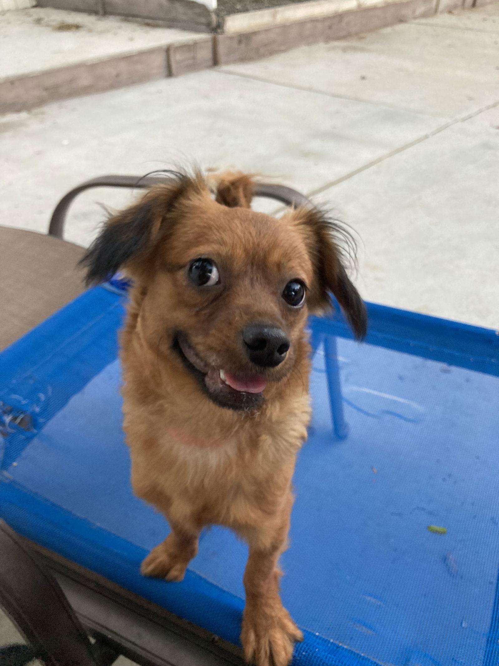 ROXY, a Adoptable mixed breed in San Diego, CA image 2/3