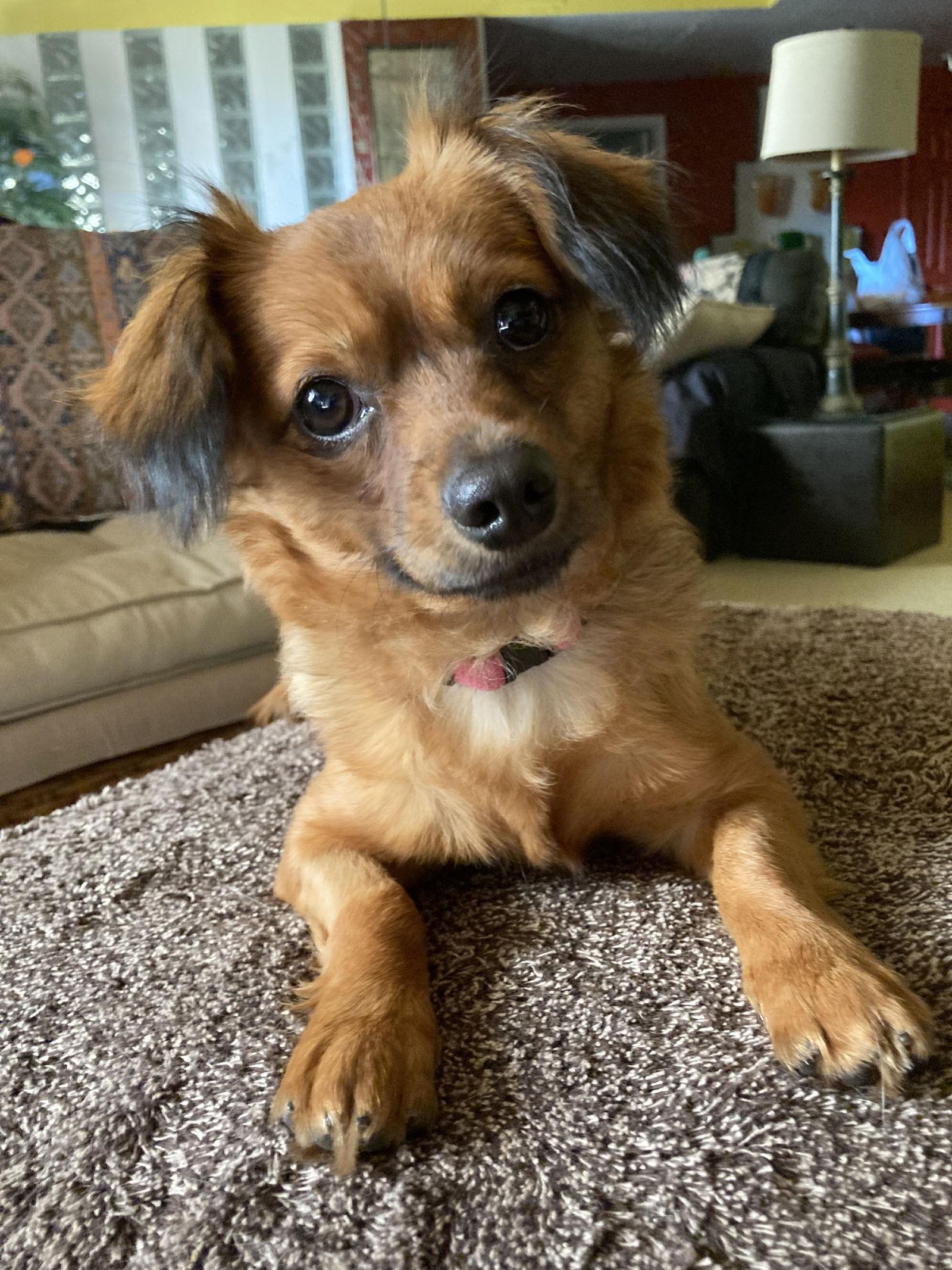 ROXY, a Adoptable mixed breed in San Diego, CA image 3/3