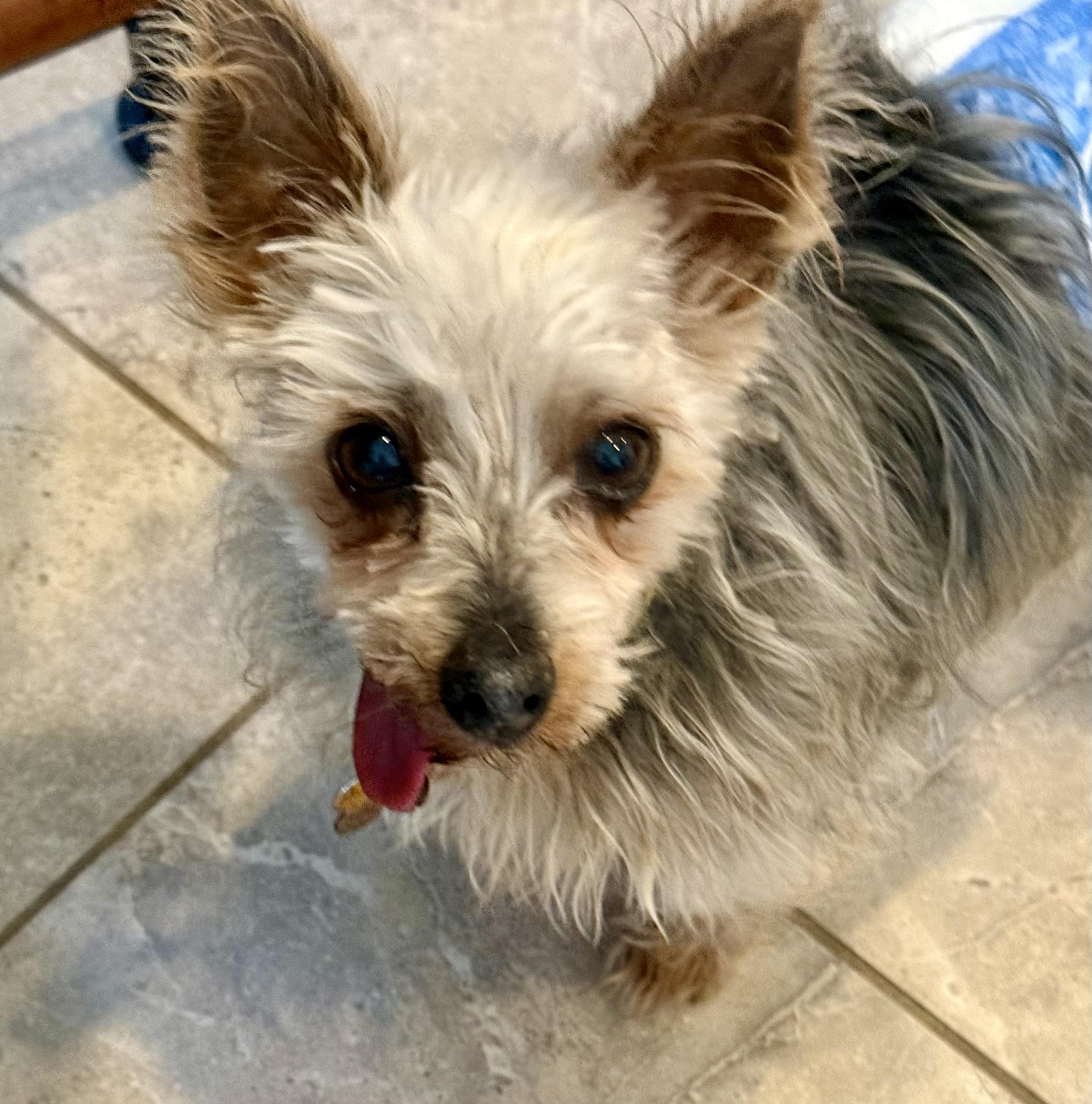 Enlarge Cooper, a Adoptable Yorkshire Terrier in Cape Coral, FL image 1/1