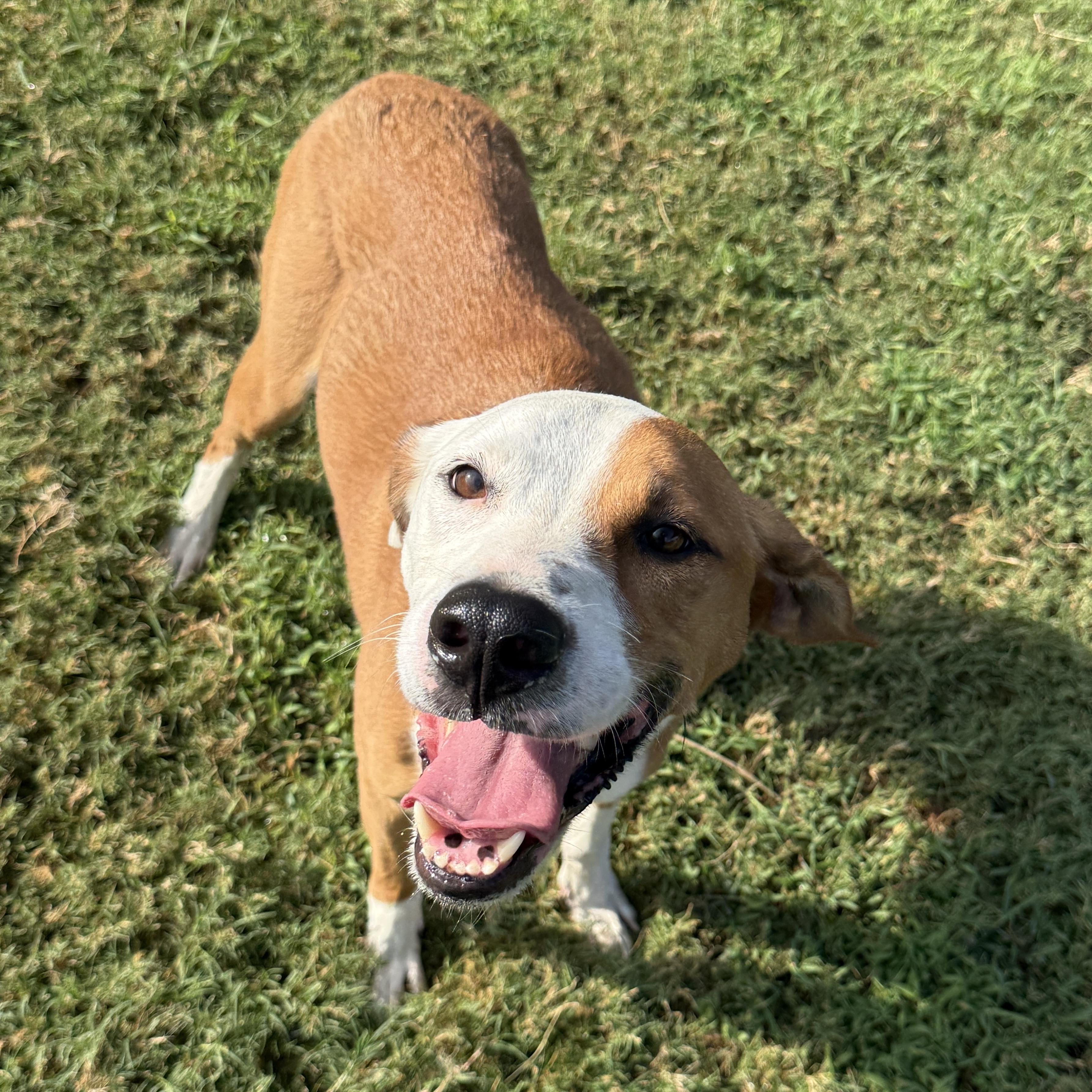Enlarge Pal, a Adoptable mixed breed in Brenham, TX image 4/6