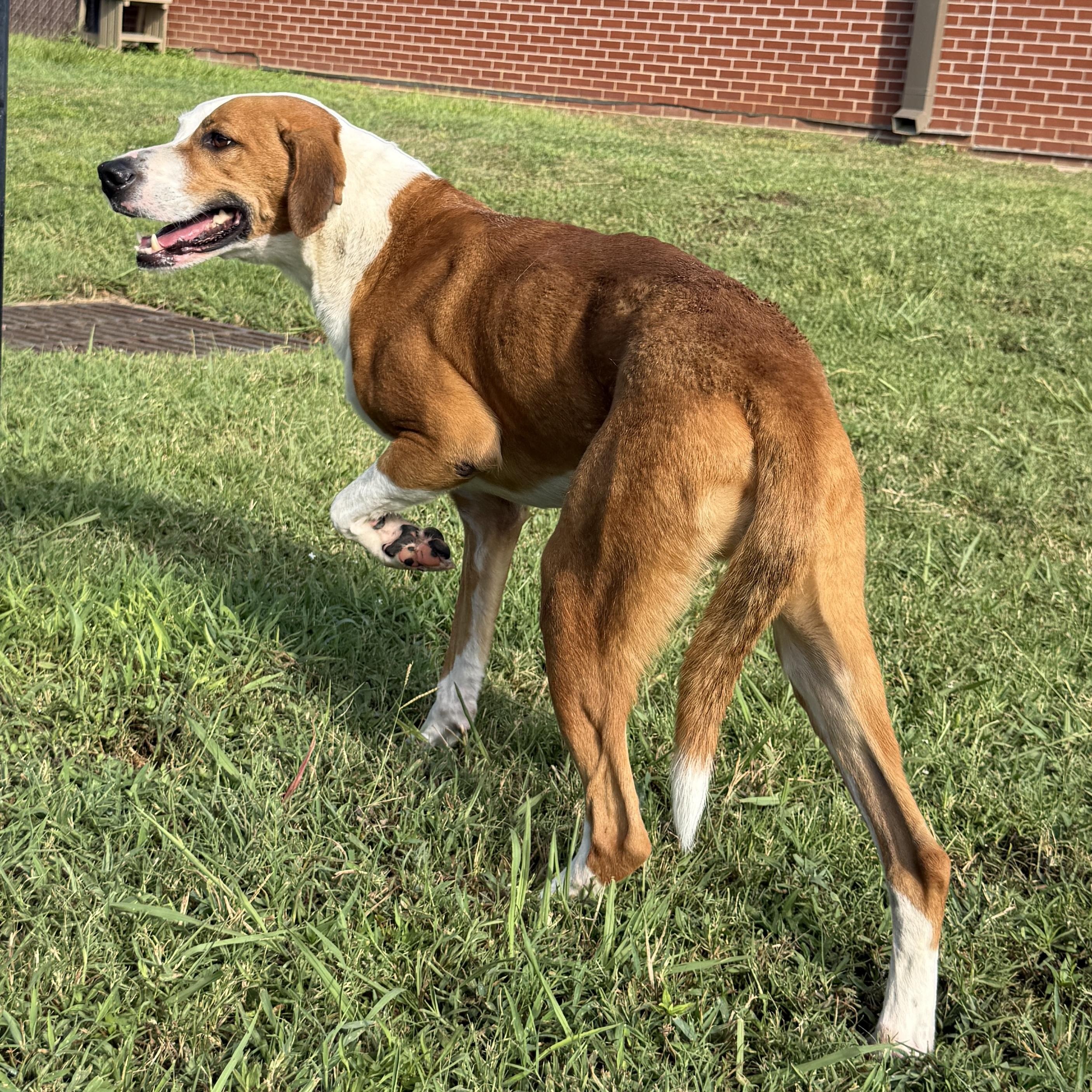 Enlarge Pal, a Adoptable mixed breed in Brenham, TX image 2/6
