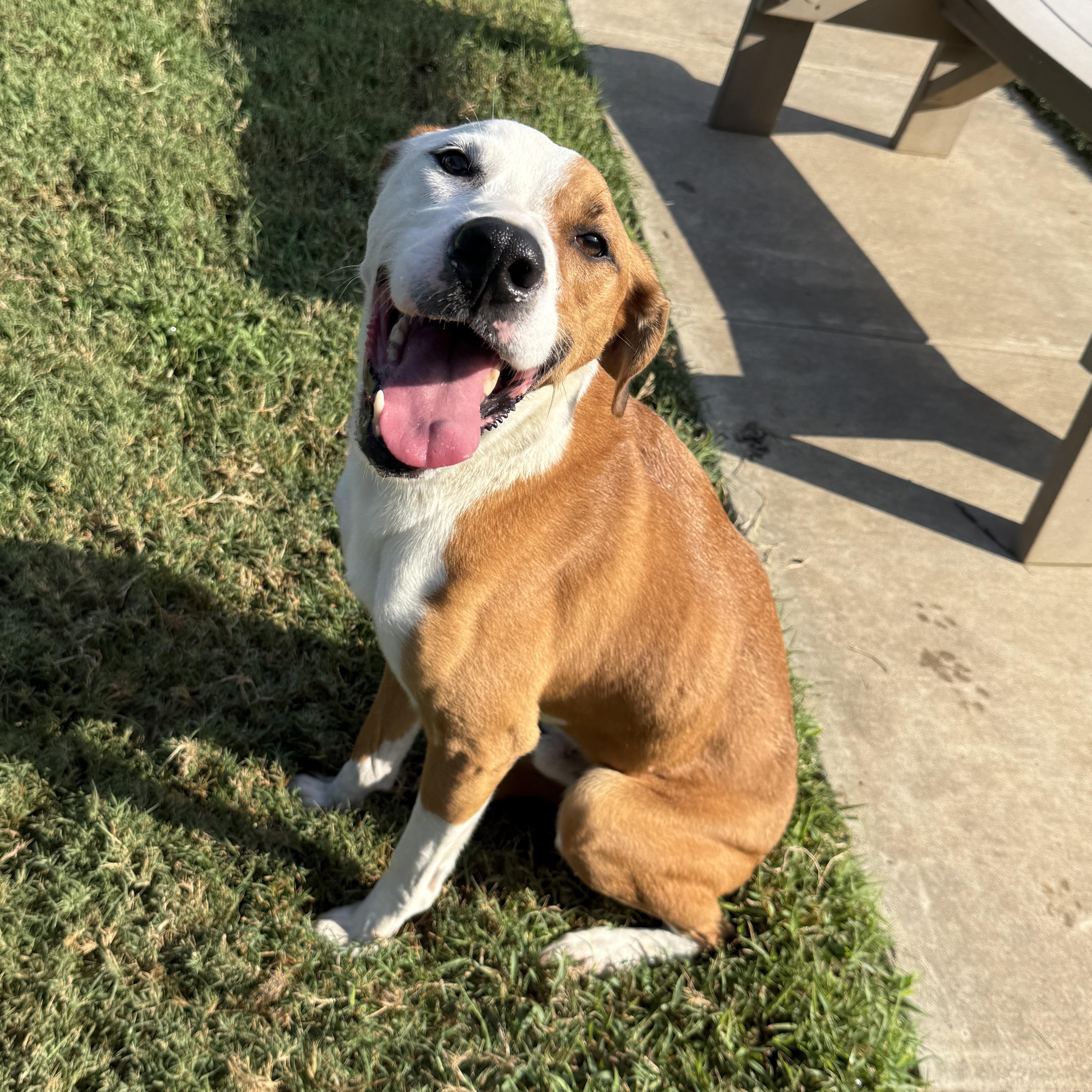 Enlarge Pal, a Adoptable mixed breed in Brenham, TX image 3/6