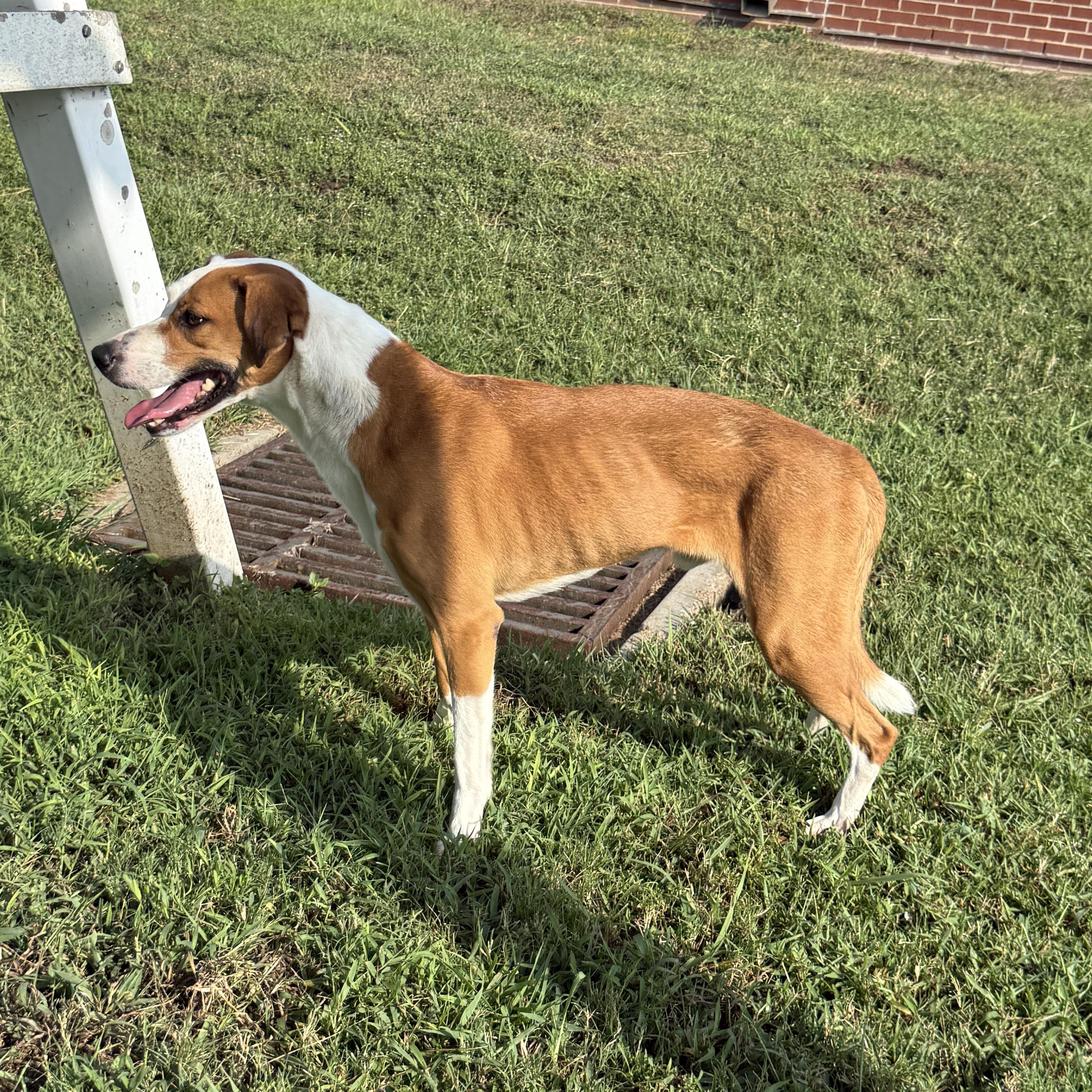 Enlarge Pal, a Adoptable mixed breed in Brenham, TX image 5/6