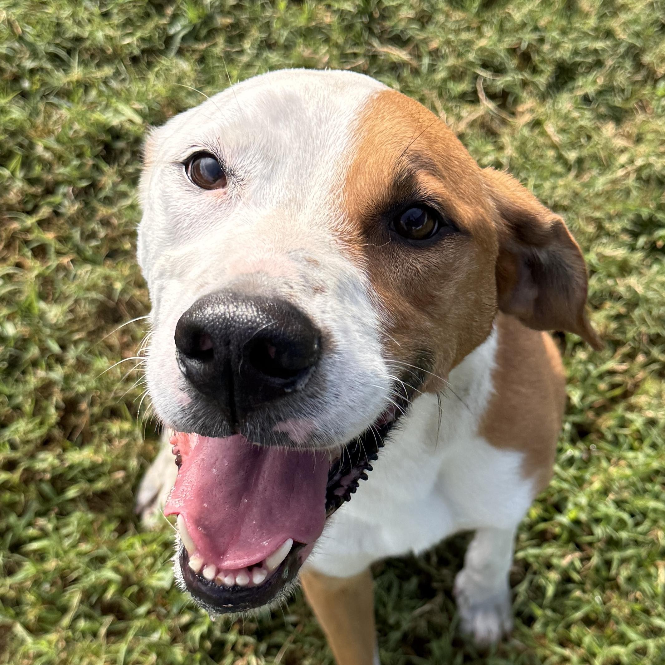 Enlarge Pal, a Adoptable mixed breed in Brenham, TX image 6/6