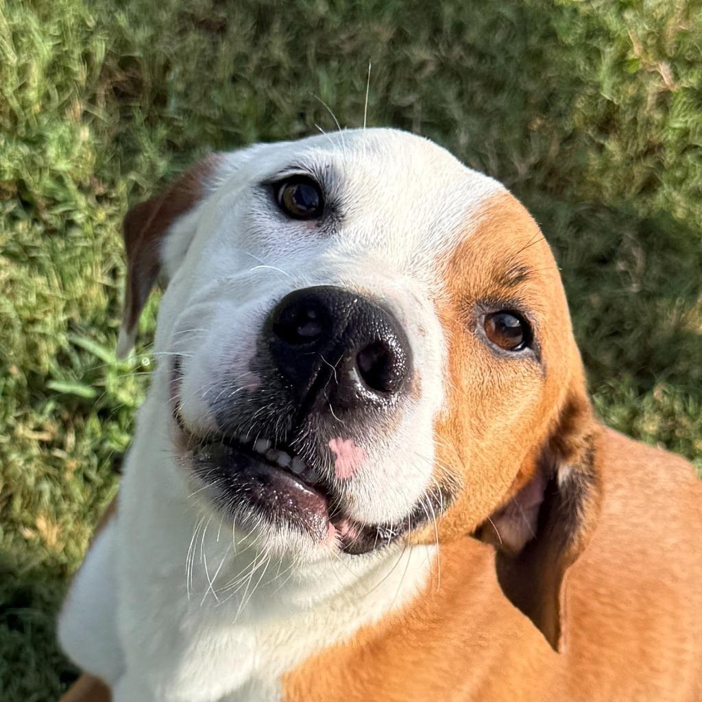 Enlarge Pal, a Adoptable mixed breed in Brenham, TX image 1/6