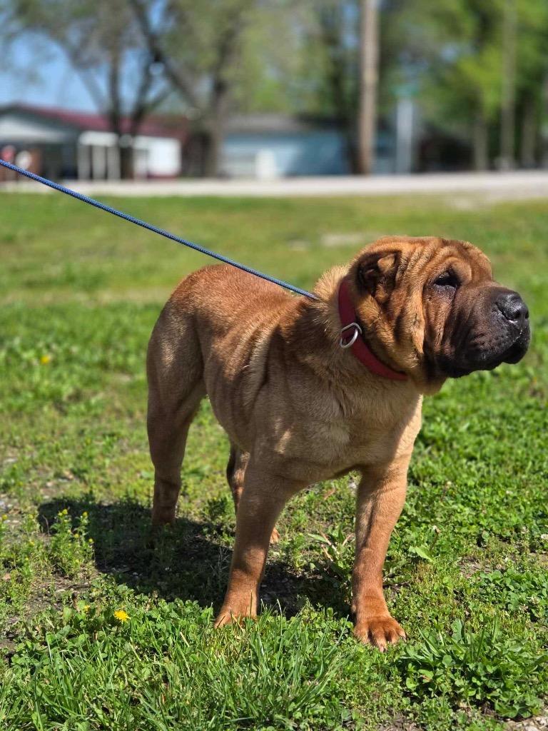 Latigo, a Adoptable Shar-Pei in Olney, IL image 1/2
