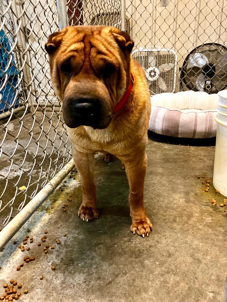 Enlarge Latigo, a Adoptable Shar-Pei in Olney, IL image 2/2