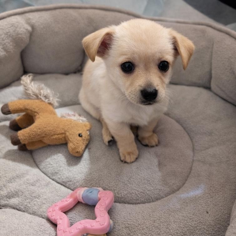 Noel, adopted, Puppy Female Chihuahua.