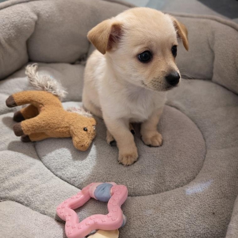 Noel, an adopted Chihuahua in Van Nuys, CA image 2/2