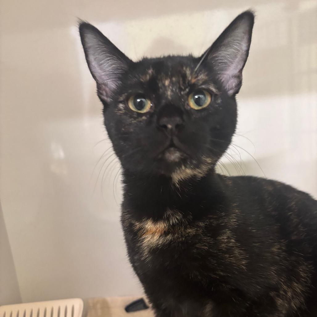 Sprinkles, Adoptable, Young Female Domestic Long Hair.