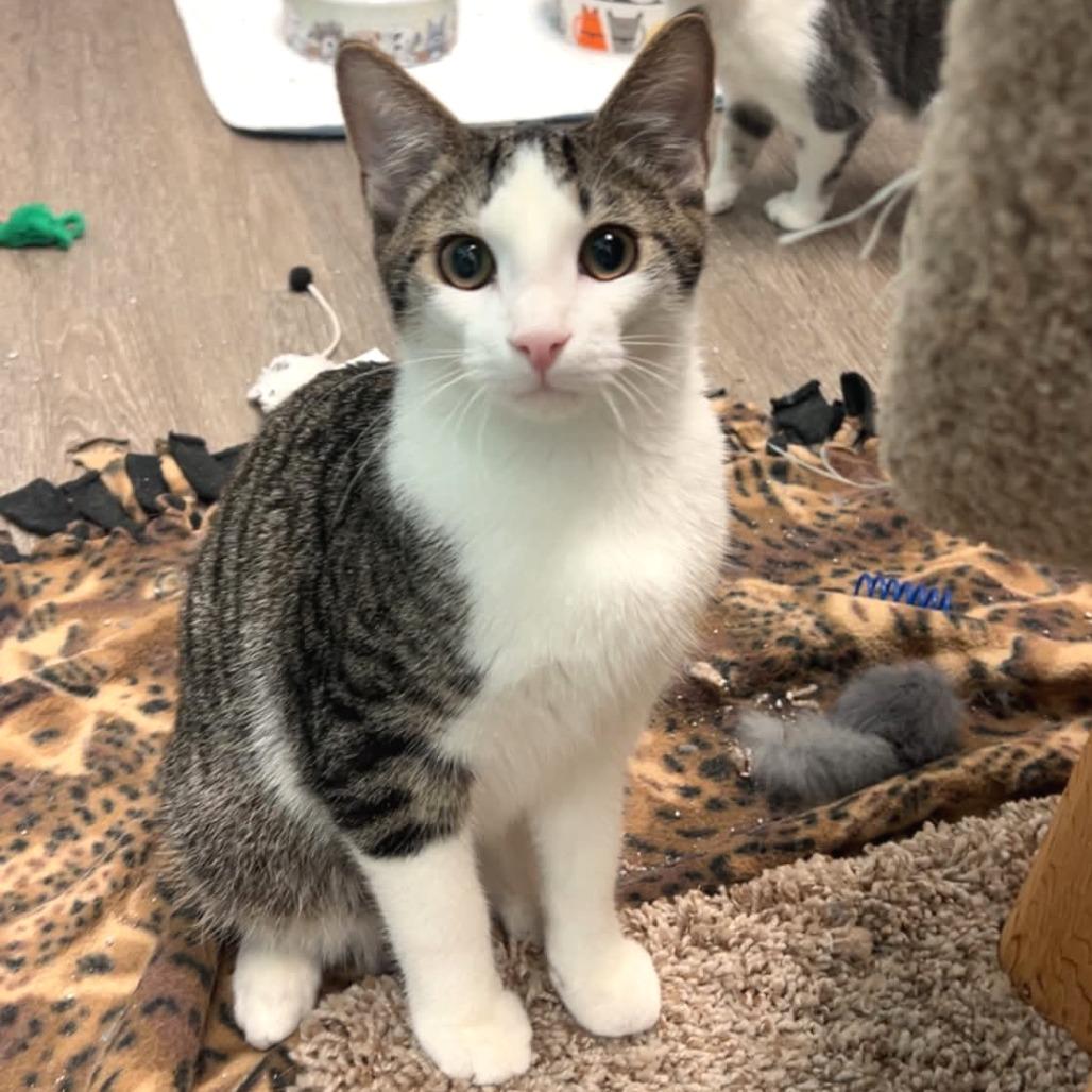 Enlarge Turk, a Adoptable Domestic Short Hair in North Canton, OH image 1/4