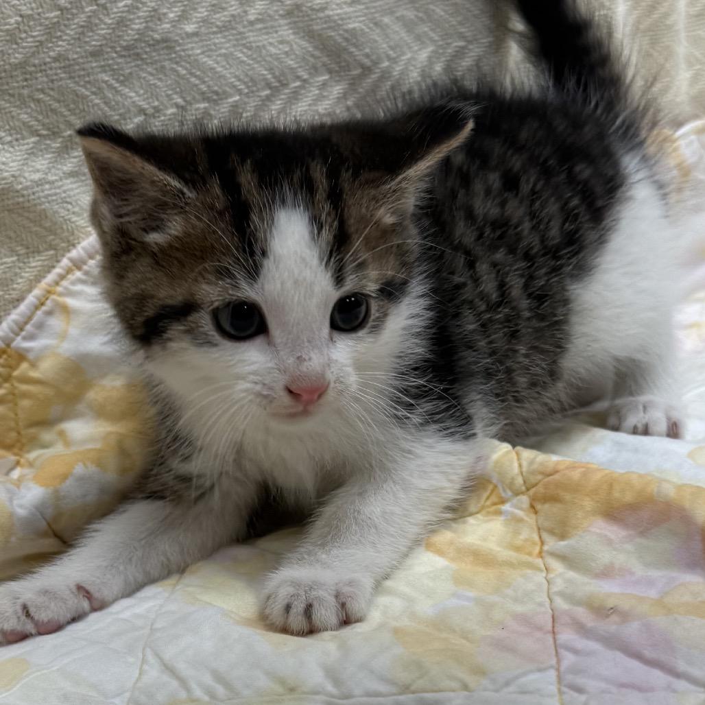 Turk, Adoptable, Kitten Male Domestic Short Hair.