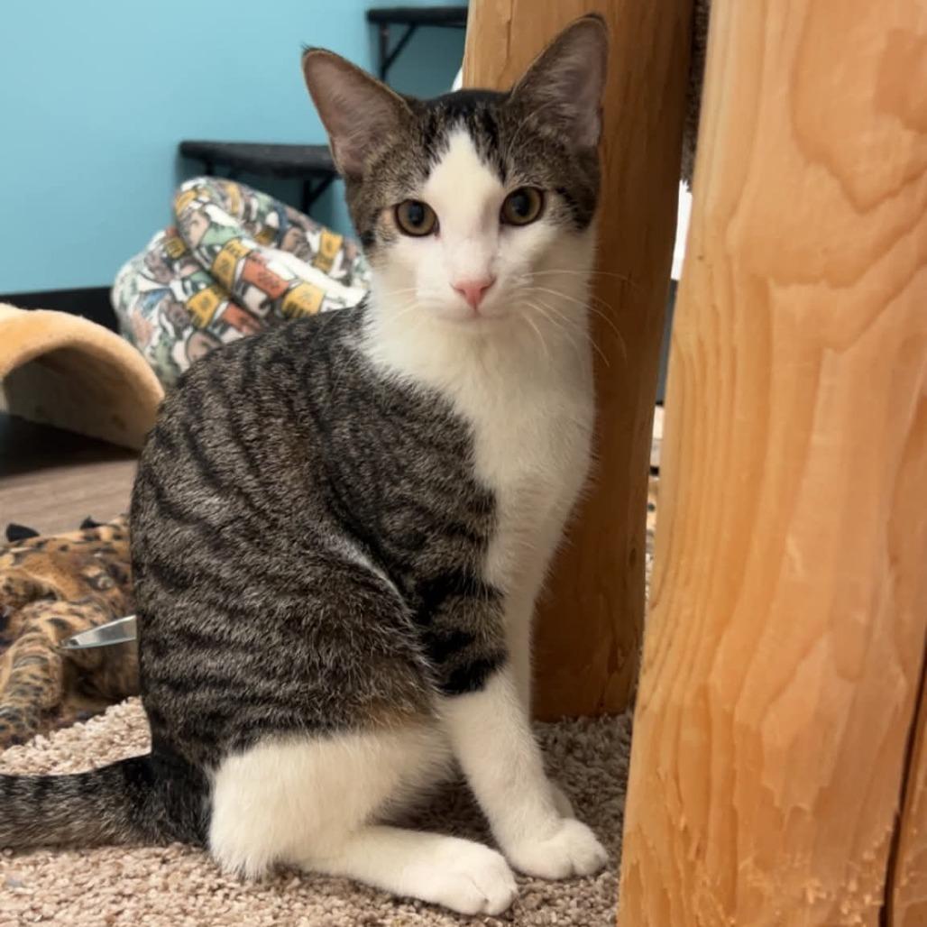 Enlarge Turk, a Adoptable Domestic Short Hair in North Canton, OH image 3/4
