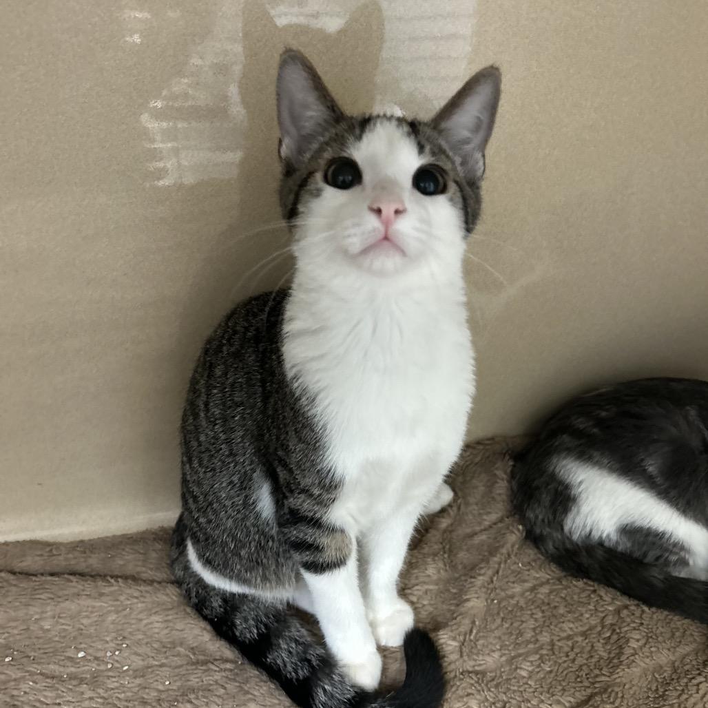 Turk, a Adoptable Domestic Short Hair in North Canton, OH image 2/2